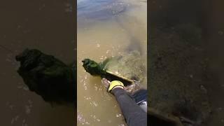 The process of catching a huge catfish with a fishing rod