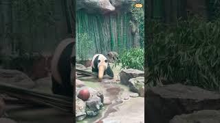 Panda core.#panda #funnycats #funnyanimals #petvideos