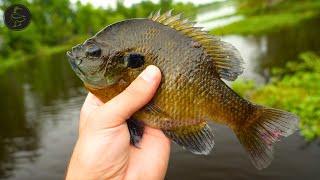 Catching BIG Bluegill Every Cast in Des Allemands, LA