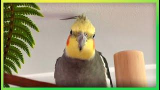 This Will Get Your Bird Excited The Bird Sanctuary | 2hrs of Playing