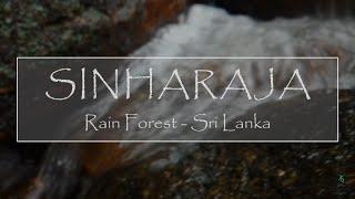 Sinharaja rain forest