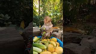 Baby monkey eating fruit #monkeydluffy #monkeysr #monkeychallenge #babymonkey #monkeyvideo #monkeys