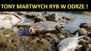 SKAŻONA ODRA - TONY ŚNIĘTYCH RYB WYŁOWIONYCH Z RZEKI / epoka ciekawostek