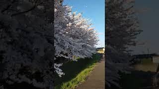 sakuraseason in Japan 