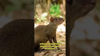 The Most Important Animal In The Rainforest | Agouti