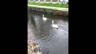 Swans On River In Welshpool Powys