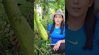 Grow Endless Loofah Sponges! Harvest Tips & Cold Weather Tricks