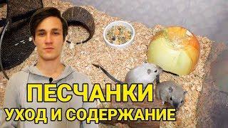 Песчанки - уход и содержание. Как ухаживать за песчанкой в домашних условиях. Все о песчанках