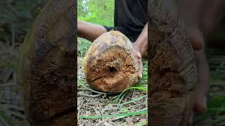 Only $1 Fresh Coconut: don't Waste ! #camping #survival #outdoors #bushcraft #useful