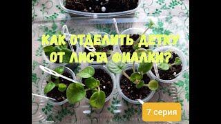 Как отделить детку фиалки от листа.Фиалки от листочка до цветочка. Путь новичка. 7 серия.