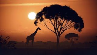 Sunset in Africa - 3D Environment Concept Art - 3DS Max and Corona Renderer