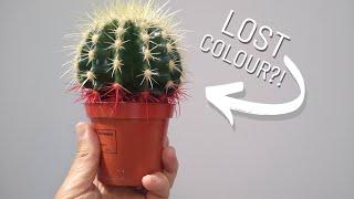 Why Do Rainbow Cactus Lose Their Colour? QUICK Answer