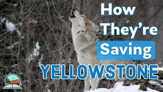 How Wolves Brought Yellowstone Back to Life