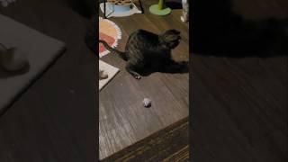 Mew plays with cat spring toy then waits for Zoro to leave to continue