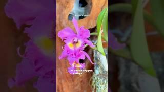 After a three-year wait, this orchid has flowered too #garden #homegardening #garden #orchid