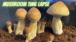 Mushroom Time Lapse