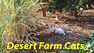 Desert Farm Cats + Q&A  | The Desert Farmer Podcast -  Episode 35