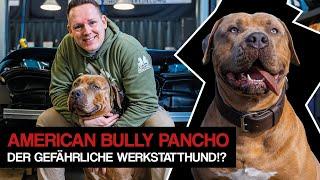 American Bully Pancho - der gefährliche Werkstatthund!? Rasseinfos, Vorurteile und Erziehung!