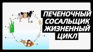 Жизненный цикл печеночного сосальщика | Самое простое объяснение ЕГЭ