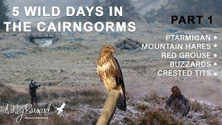 Journey into the Wilderness: Cairngorms Wildlife Adventure