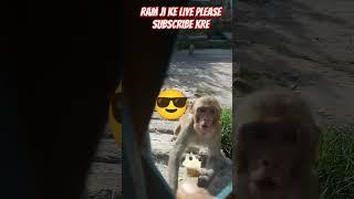 ye dekhiye nalle berojgar log stail #youtubeshorts #viral #trending #monkey #funny #comedy #shortv