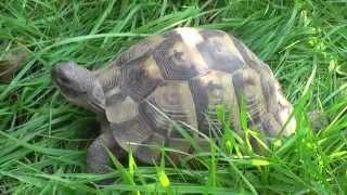 Turtle mix