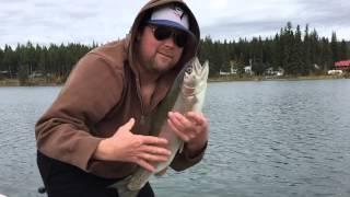 Lac la hache BC Rainbow trout