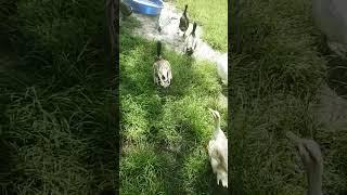Morning munchies with the ducks #chicken #jesus #feed #viral #shorts