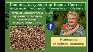 Исцеление семенами конопли