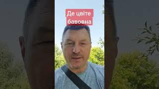 ДЕ ЦВІТЕ БАВОВНА - мимольотки Чубенка: іронічні, філософські, іноді жартівливі українські вірші