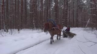 Сенавиан, лошади,сани, зимний лес,прогулка.