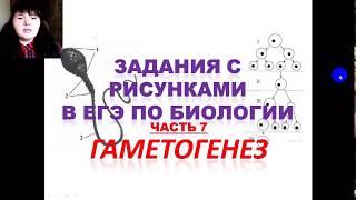 Задания с рисунками из ЕГЭ по биологии (ГАМЕТОГЕНЕЗ)