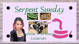 Family Colubridae: What is a Colubrid? - Serpent Sunday Episode 3