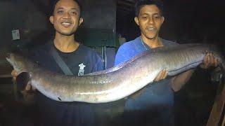 mancing sidat super besar. ngeri butuh tiga orang untuk taklukan sidat sebesar ini..