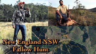 Fallow Deer Hunt at Nundle SF, NSW II Sit and Wait Tactics II State Forest Australia Hunting 2024