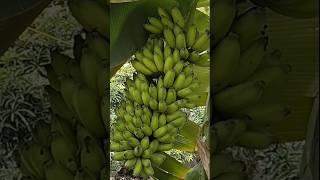 Amazing Giant Banana Farm agriculture