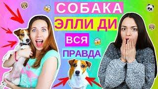 СОБАКА ЭЛЛИ ДИ ДЖИНА | ВСЯ ПРАВДА | БЫЛО НЕ БЫЛО | Elli Di