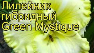 Лилейник гибридный Грин Мистик. Краткий обзор, описание характеристик hemerocallis Green Mystique