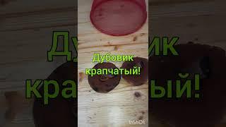 Эксклюзив: Дубовик Крапчатый #эксклюзив #боровики #дубовик #крапчатый #грибы #определение