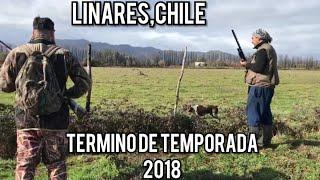 cacería de perdiz chile 2019,linares|caza pesca y tradiciones