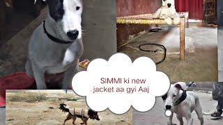 How to clothes waer a dog  simmi ke new jacket aa gyi Aaj  #newvlog  #videos