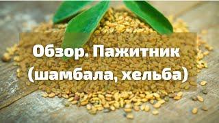 Обзор. Пажитник Шамбала Хельба Чаман цельный I Herbals-ua.com