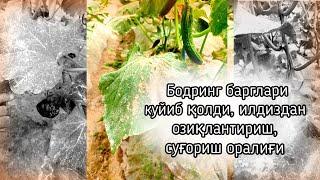 Бодринг барглари куйиб қолди, илдиздан озиқлантириш, суғориш оралиғи