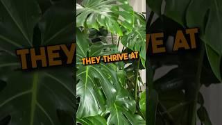 Monstera Deliciosa Care Tip