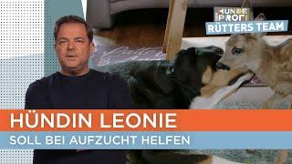 Schweizer Sennenhündin hat keine Impulskontrolle  | Der Hundeprofi - Rütters Team