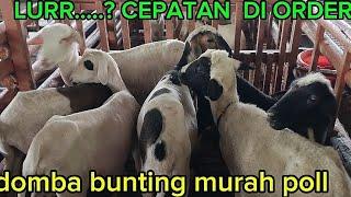 KOG NEMEN MURAHNYA DOMBA  BUNTINGAN  SAK MONO REGANE WA 085735288008 zaenal arif farm jatim