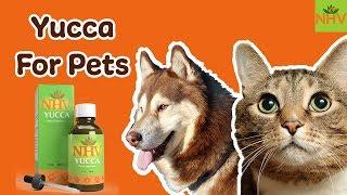Yucca - Natural Supplement for Dogs and Cats. Helps with Pets with Pain and Appetite