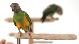 4 Best Parrot Training Tips | Parrot Training