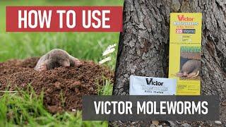 How to Use Victor Moleworms [DIY Mole Control]