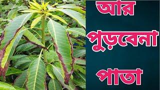 আম গাছের পাতা পোড়া রোগ ও তার থেকে সমাধান উপায়।leaf burn disease & solution